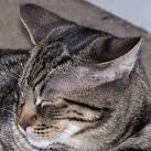 D. Agouti in Cats (Classic / Mackerel Tabby, Ticked Tabby ...