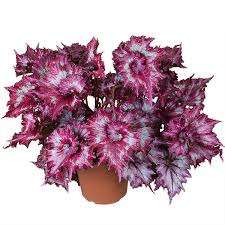 Image result for Begonia princeae
