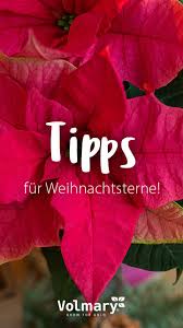 Moderner vorhang uni aus polyester und leinen für schlafzimmer grau. Ein Weihnachtsstern Zieht Ein Plant Happy Gartentipps Weihnachtsstern Pflege Weihnachtsstern