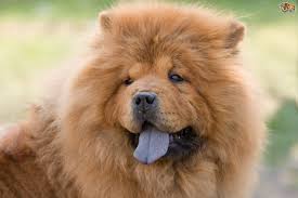 Big Fluffy Dog Breeds Black And Brown The Truth About The Bluish Black Tongue Of The Chow Chow Pets4homes Dog Breeds Fluffy Dogs Chow Chow Dogs