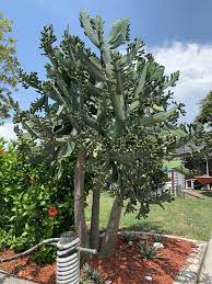 caribbean tree cactus spineless opuntia consolea falcata fast growing trees plants tree