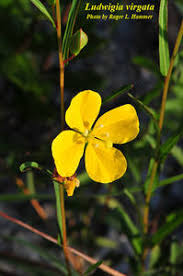 Image result for Lannea virgata