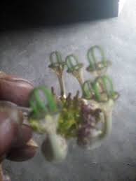 Image result for Oliverella rubroviridis