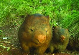Image result for Common wombat