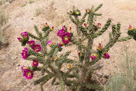 Blooming cholla cactus and the jemez mountains near santa fe, new mexico. Blooming Cholla Cactus Naturetime