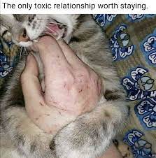 We did not find results for: Only Toxic Relationship Worth Staying In Memes