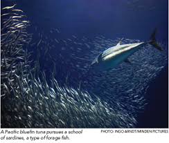 The birth of a baby, an engagement, a special memory? The Most Important Little Fish In The Sea The Pew Charitable Trusts