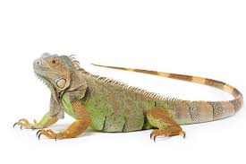 A Guide To Caring For Iguanas As Pets Iguana Pet Iguana For Sale Green Iguana