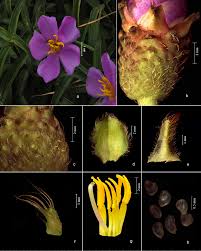 Image result for Antherotoma tenuis