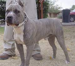 Proven tips from dog experts that has worked for more than 875,000 dog owners worldwide. Brindle Blue Nose Pitbull Black White Reverse Brindle Pitbull Info