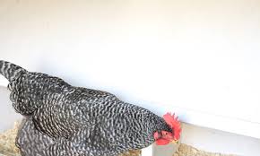 Even my husband, who resisted their arrival, is growing quite fond of the girls, as he calls them. Can I Get Salmonella From My Backyard Chickens Tilly S Nest