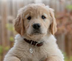 Each precious puppy is vet examine and has a vet health certificate so you receive a healthy and happy puppy full of love and comes with akc. People Think They Re Buying Puppies On Craigslist End Up Scammed