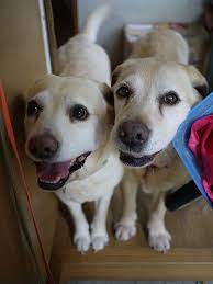 There are no labrador retriever puppy announcements currently. Labrador Puppies Virginia Beach You Need This Goldenlabradorpuppiesnz Labradormix Labradorpuppi Labrador Retriever Labrador Puppy Labrador Retriever Dog