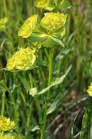 Image result for Euphorbia schinzii