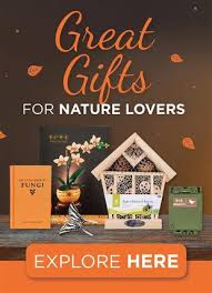 Image result for Nesogenaceae