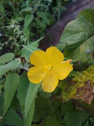 Image result for Melhania