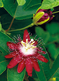 Maybe you would like to learn more about one of these? Plants With Red Flowers Foliage Garden Gate