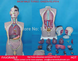 Be able to identify the correct body systems and organs on the models or diagrams. Human Torso Model Male Torso With Internal Organs 19 Parts Anatomical Model Human Anatomy Medical Training Model Gasen Rzjp014 Buy At The Price Of 243 00 In Aliexpress Com Imall Com