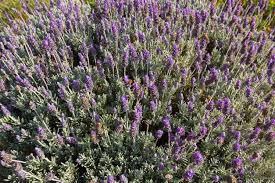When It Comes To French Vs English Lavender There Are Some Important Differences Not Every Lavender P Lavender Plant Lavender Types Types Of Lavender Plants