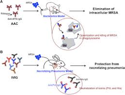 Author summary staphylococcus aureus can cause serious diseases, including necrotizing pneumonia, which often affects young immunocompetent patients and has a high lethality rate. Tackling Difficult Staphylococcus Aureus Infections Antibodies Show The Way Sciencedirect