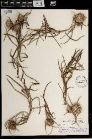 Image result for Dicoma anomala