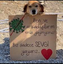 Hayvan Haklari Federasyonu Haytap Arsivleri Sivil Sayfalar