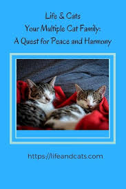 Tips For Creating Harmony In Your Multi Cat Household Cat Care Cat Training Cats