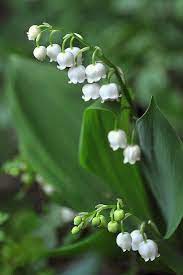 dsc 0740a lily of the valley flowers beautiful flowers lily of the valley