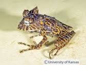 Image result for Hemiphractus bubalus