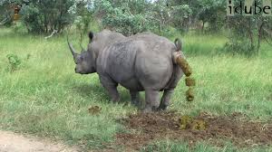 Rhino foods incorporated, founded in 1981 by anne and ted castle, is a specialty ice cream novelty and ice cream ingredient manufacturer located in burlington, vermont, united states. Rhino Indian Food Kicked Caption Meme Generator