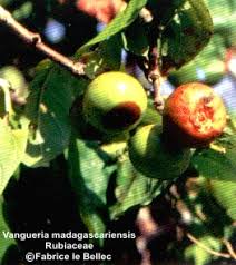 Image result for Vangueria madagascariensis