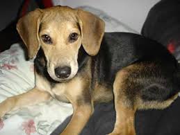 Black And Tan Treeing Walker Coonhound Beagle Mix Big German Shepherds German Shepherd Coonhound Mix Coonhound Big Dog Breeds Coonhound Puppy