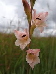 Image result for Gladiolus hollandii