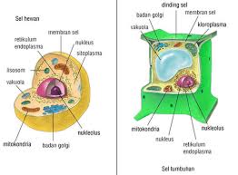 Maybe you would like to learn more about one of these? Perbedaan Sel Hewan Dan Sel Tumbuhan Good Mood