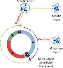 Specifically, we investigated the con centration dependence for inhibition of proliferation inhibition of cell proliferation by vinca alkaloids at meta phase. Proposed Model For Mode Of Action Of Vincristine In All Cells Download Scientific Diagram