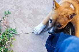 My Dog Keeps Biting My Feet When I Walk Reasons And What To Do