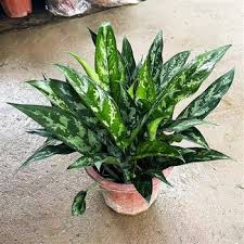 Image result for Ktenante Ctenanthe