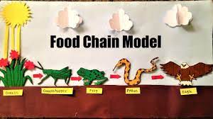 Food Chain Model Project For School Students Science Exhibition Foodchain Food Chain Activities Food Chain Worksheet Food Chain