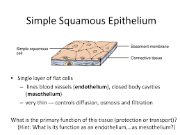 The basement membrane is a thin, fibrous, extracellular matrix of tissue that separates the epithelium (skin, respiratory tract, gastrointestinal tract, etc), mesothelium (pleural cavity, peritoneal cavity, pericardial cavity, etc) and endothelium (blood vessels, lymph vessels, etc). 404 Not Found Simple Squamous Epithelium Simple Squamous Basement Membrane
