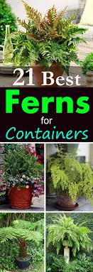 The fern should fit in the pot with an inch or two to spare around the edges for growth. 21 Best Ferns For Containers That You Can Grow Indoors Outdoors Easily Balcony Garden Web