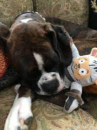 Pin By Patricia Pastorella On Boxers Boxer Dogs Boxer Love Boxer And Baby