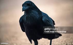 1,941 David Raven Stock Photos, High-Res Pictures, and Images