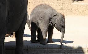 80 Baby Elephants Snatched From The Wild To Be Sold Into A Life Of Captivity Baby Elephant Majestic Animals Endangered Wildlife