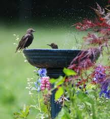 Blog De Shantaru Jardin Violet Idee Deco Jardin Et Jardin Permaculture