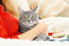 ‪Can Cats Be Trained? - Animal Behavior College‬‏