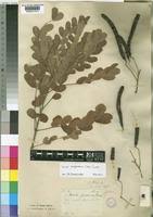 Image result for Senna singueana