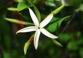 Image result for Nesaea passerinoides