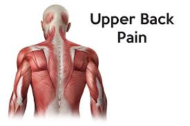 Human muscle system functions diagram facts britannica. Upper Back Pain What S Causing The Top Of My Spine To Hurt