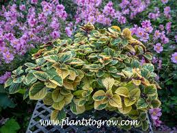 Image result for Plectranthus guruensis