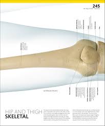 Medial epicondyle in the largest biology dictionary online. Libraria Online The Complete Human Body The Definitive Visual Guide 2nd Edition K Toro Page 246 Created With Publitas Com